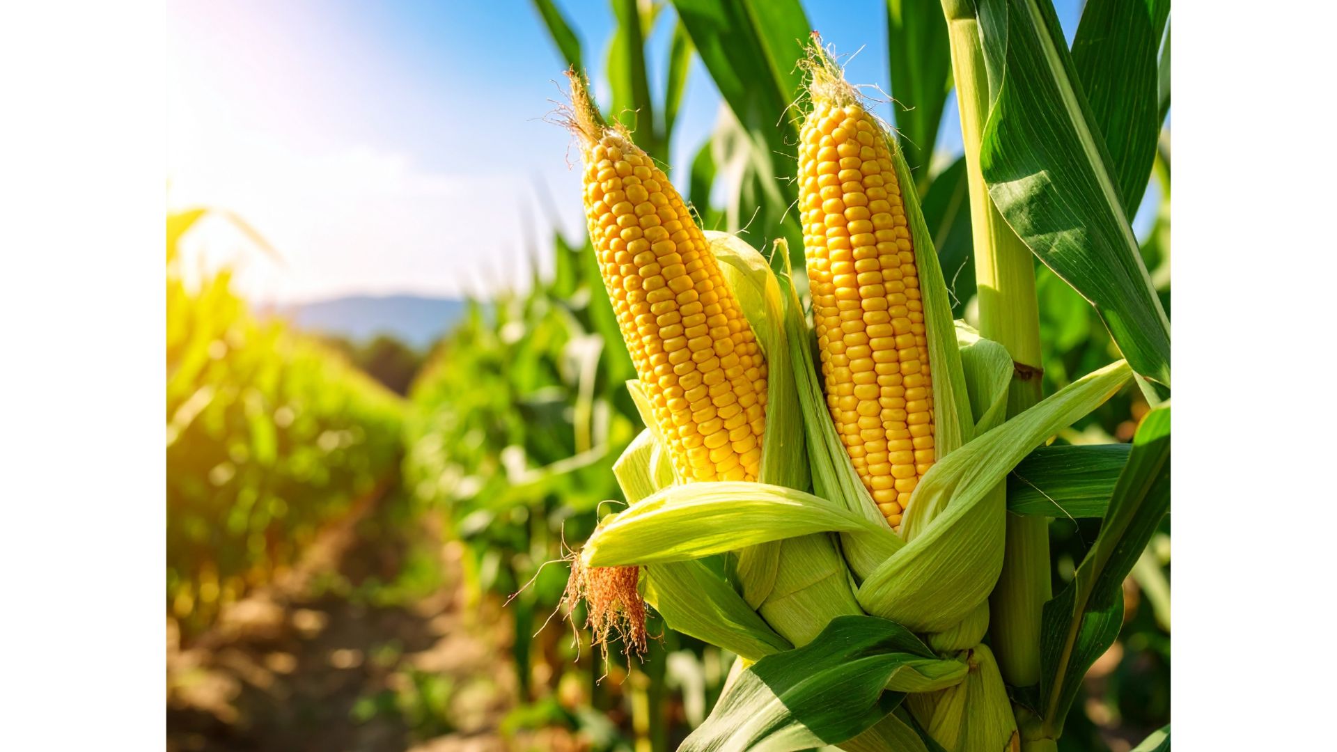 What is bioplastic? What is bioplastic?